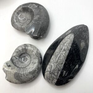 Ammonite & Orthoceras Cephalopods Fossils / Fossilized Stones Shells x3 Pieces